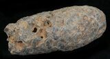 Agatized Fossil Pine (Seed) Cone From Morocco #30008-1